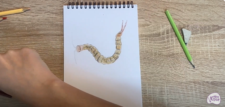 Рисуем Сколопендра
