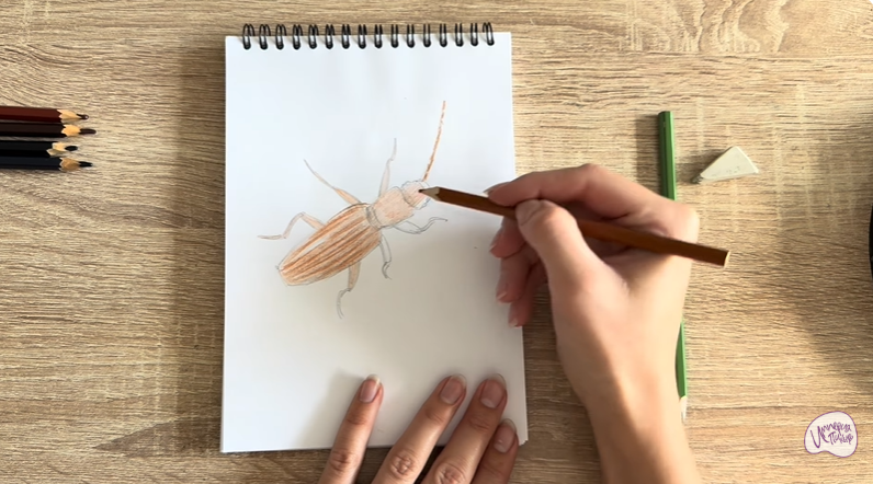 Рисуем Мукоед