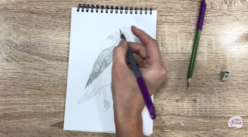 Рисуем Хохлатый осоед