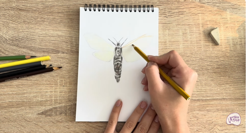 Рисуем Древесница въедливая