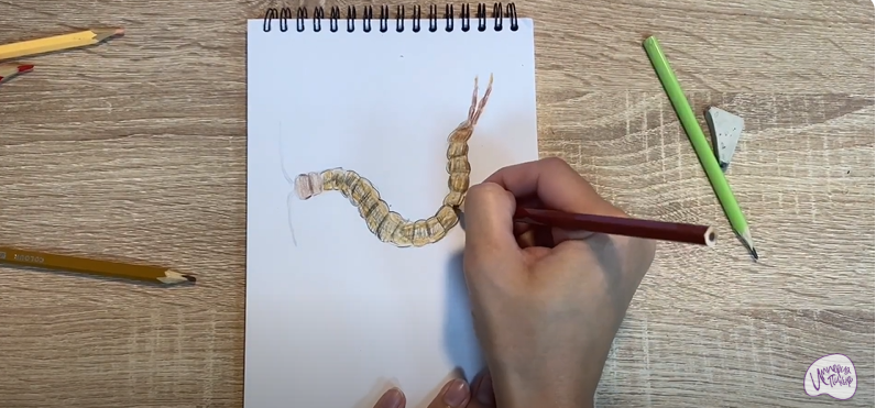 Рисуем Сколопендра