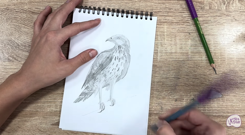 Рисуем Хохлатый осоед