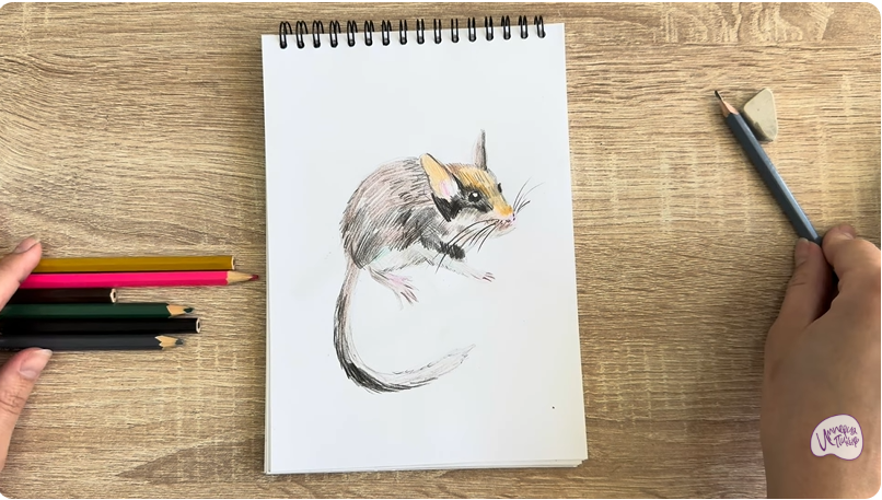 Рисуем Садовая соня