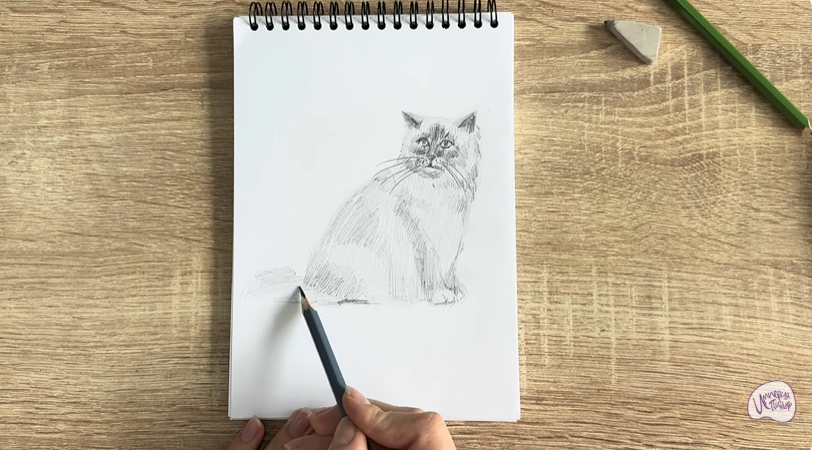 Рисуем Кошка породы Рэгдолл