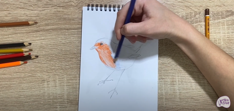 Рисуем Птичка "Зарянка"