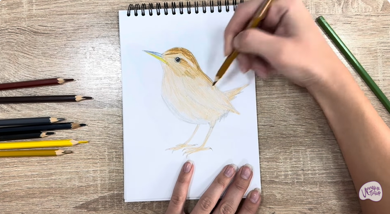 Рисуем Крапивник