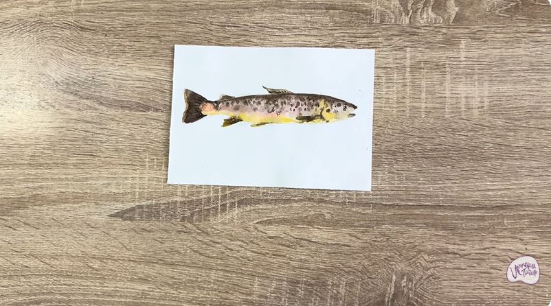 Рисуем Кумжа