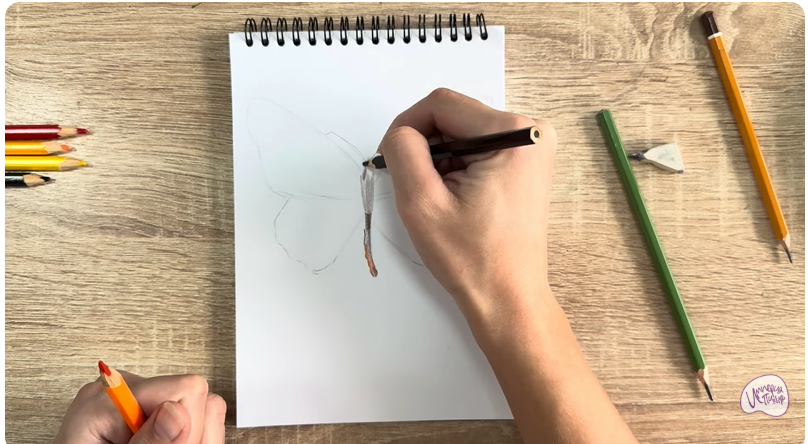 Рисуем Малинница обыкновенная