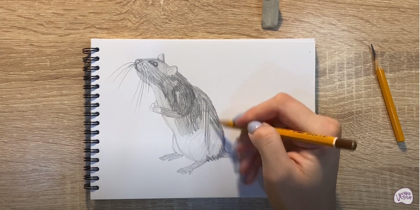 Рисуем Крыса