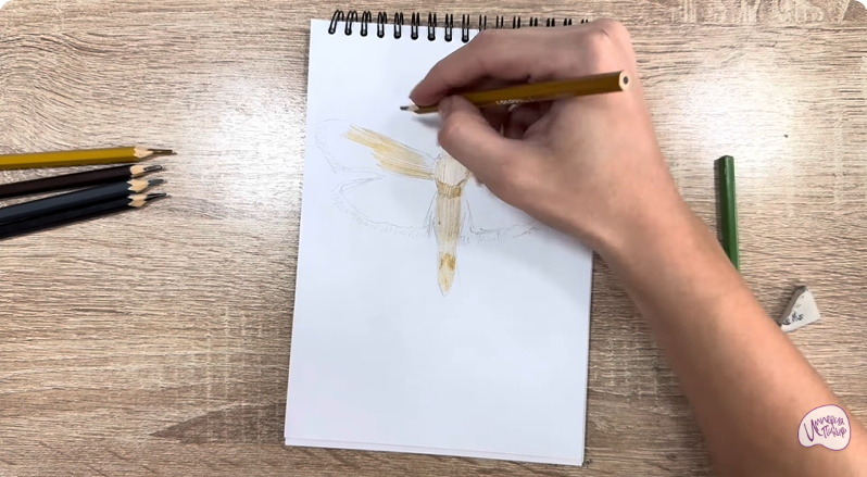 Рисуем Огнёвка зерновая