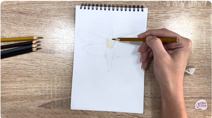 Рисуем Огнёвка зерновая