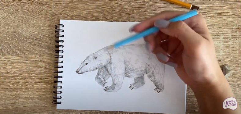 Рисуем Белый медведь