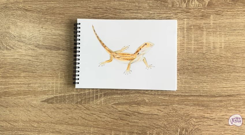 Рисуем Бородатая агама