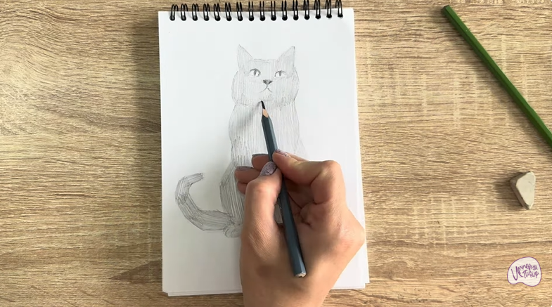 Рисуем Кот породы Шартрез