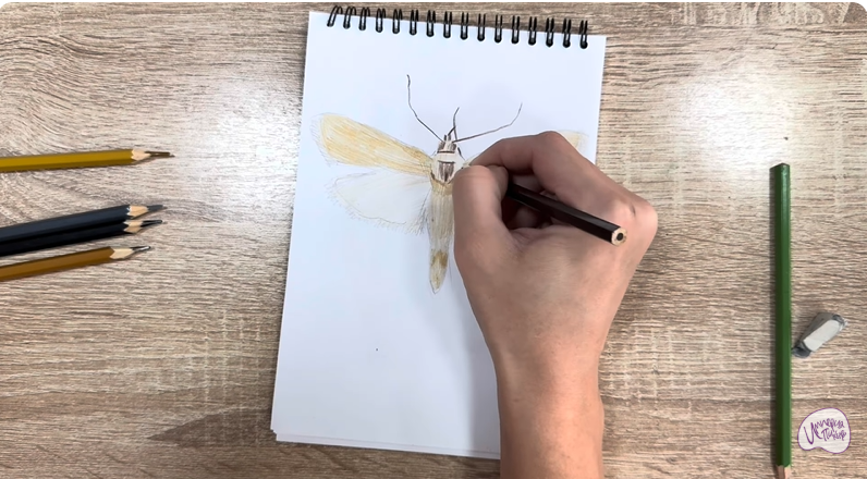 Рисуем Огнёвка зерновая