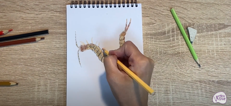 Рисуем Сколопендра