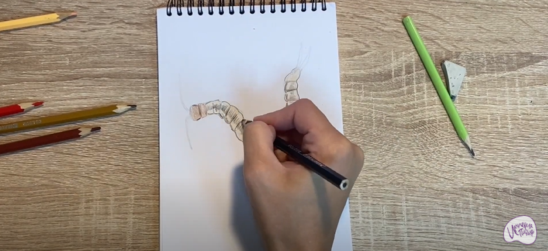 Рисуем Сколопендра