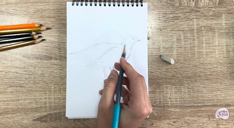 Рисуем Канадская дикуша