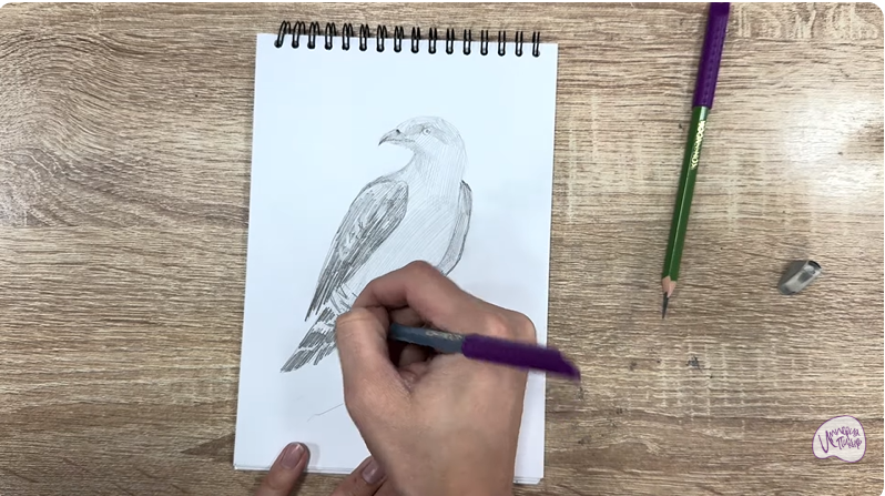 Рисуем Хохлатый осоед