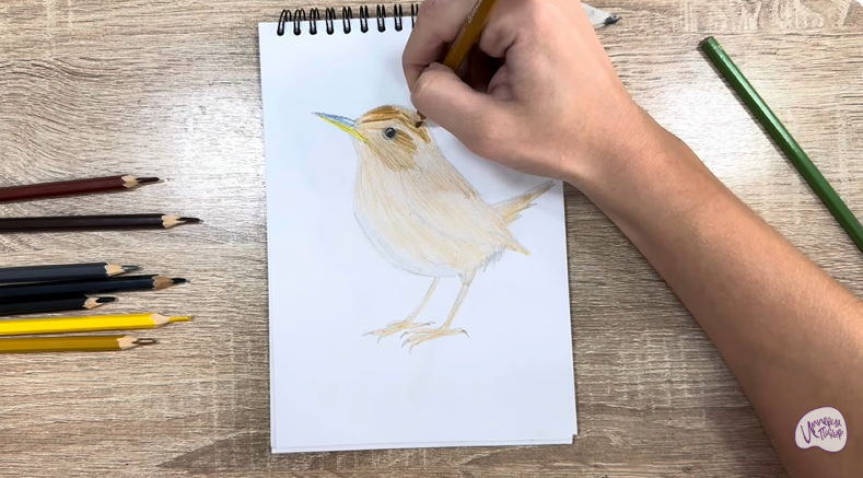 Рисуем Крапивник