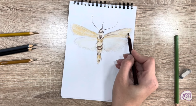 Рисуем Огнёвка зерновая