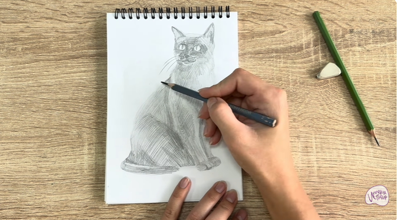 Рисуем Бурманский кот