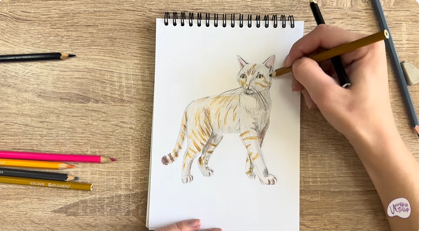 Рисуем Кошка Бурмилла