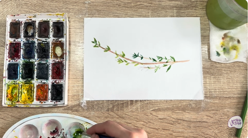 Рисуем Тимьян