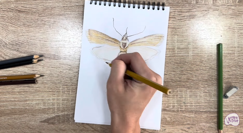 Рисуем Огнёвка зерновая