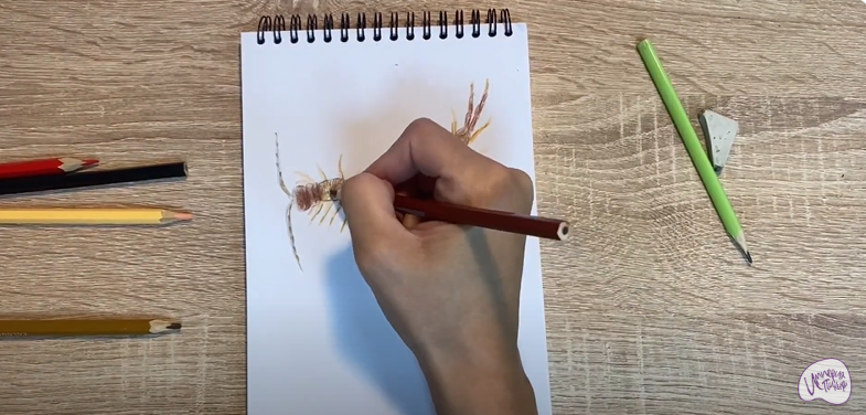 Рисуем Сколопендра