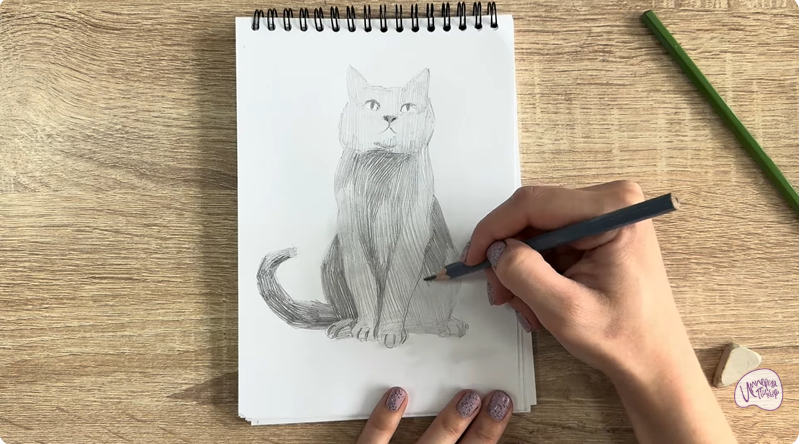 Рисуем Кот породы Шартрез