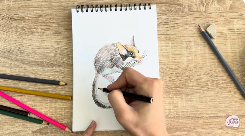Рисуем Садовая соня