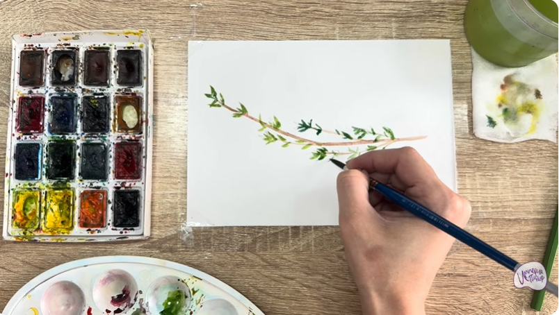 Рисуем Тимьян