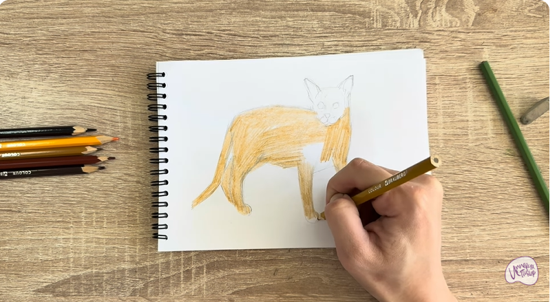 Рисуем Кот породы Оцикет