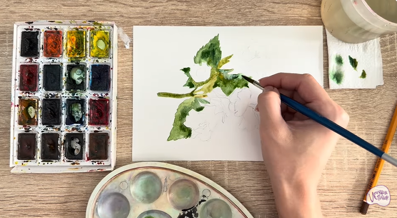 Рисуем Алтей лекарственный