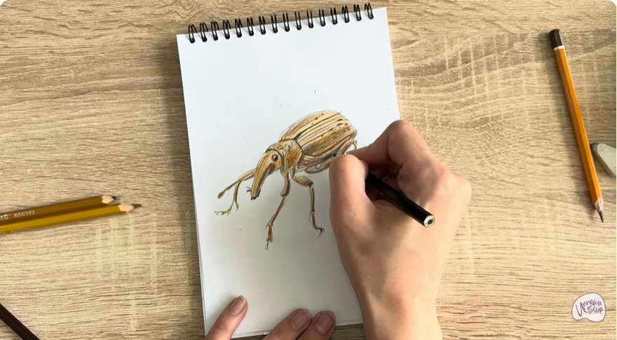 Рисуем Долгоносик