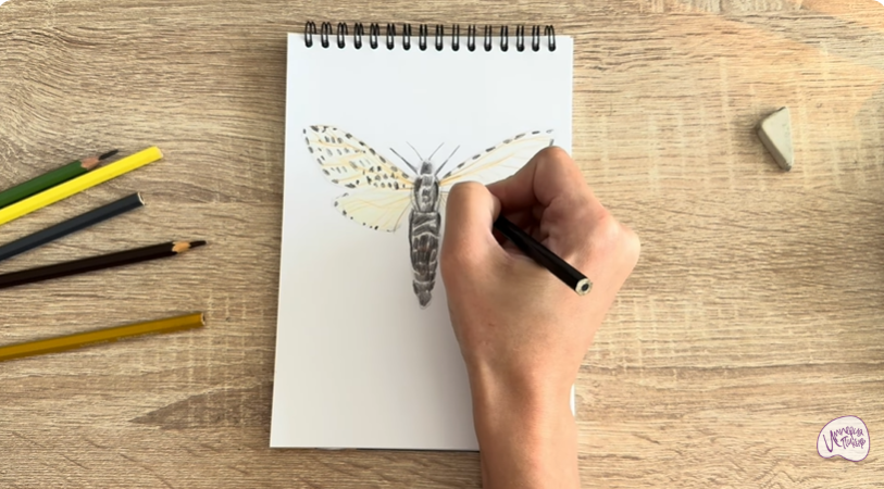 Рисуем Древесница въедливая