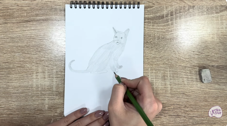 Рисуем Кот породы "Корат"