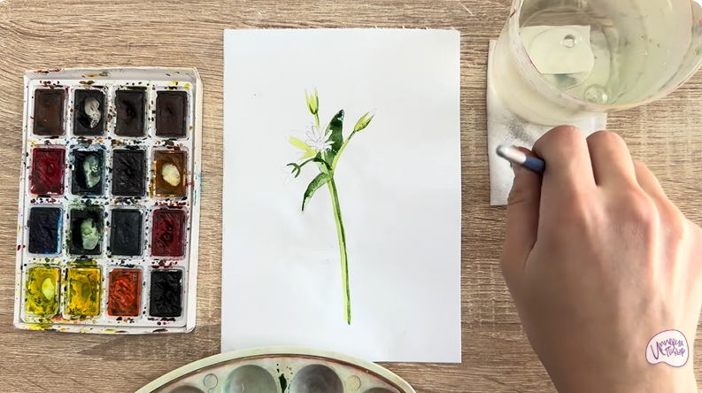 Рисуем Ясколка длинноволосая