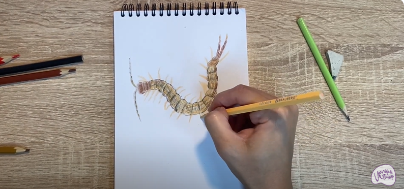 Рисуем Сколопендра