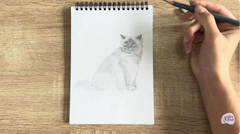 Рисуем Кошка породы Рэгдолл