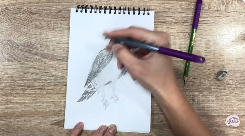 Рисуем Хохлатый осоед