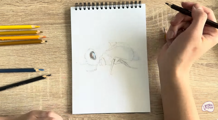 Рисуем Овод
