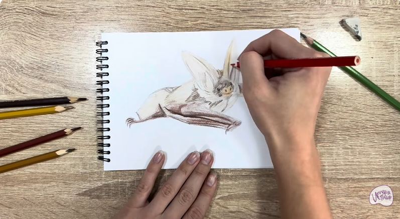 Рисуем Бурый ушан