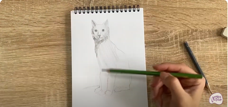 Рисуем Турецкая ангора