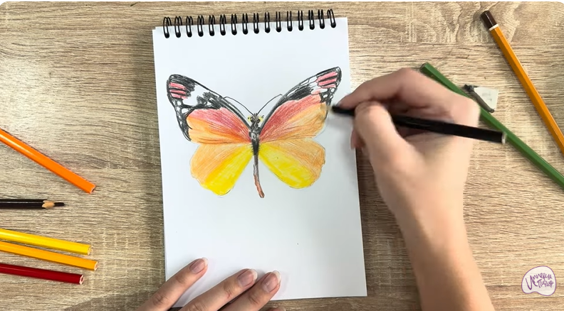 Рисуем Малинница обыкновенная