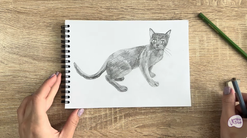 Рисуем Бомбейская кошка