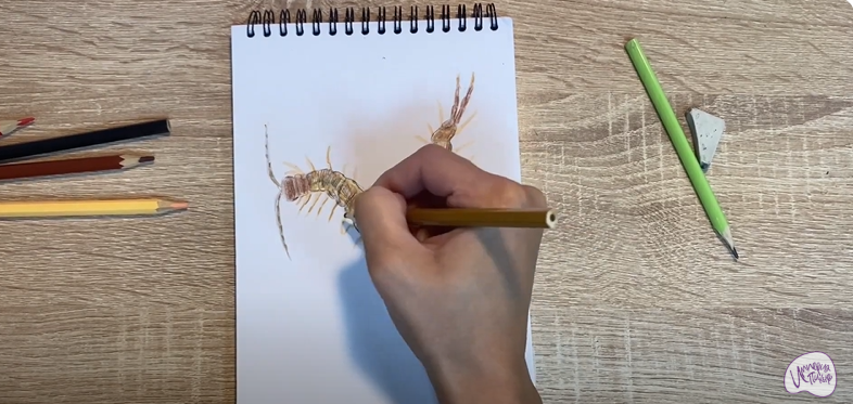 Рисуем Сколопендра