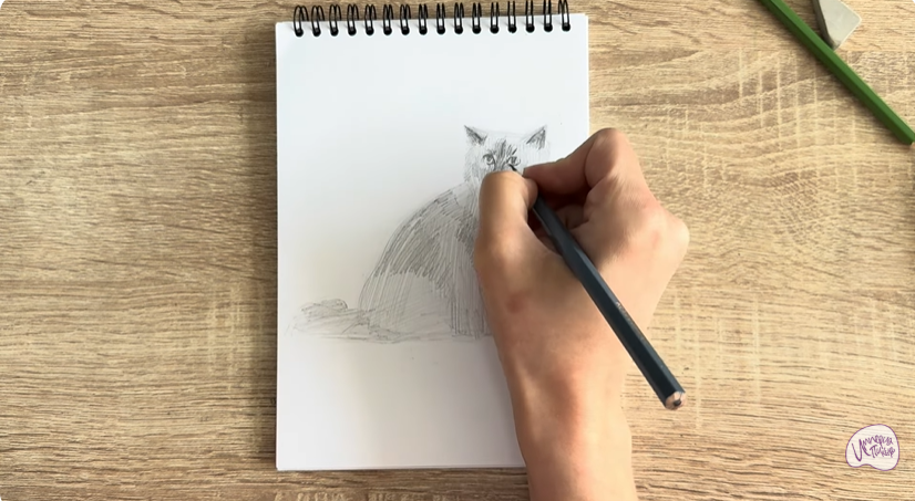 Рисуем Кошка породы Рэгдолл