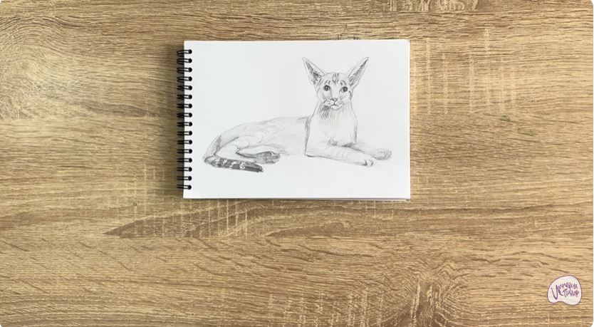 Рисуем Ориентальная кошка